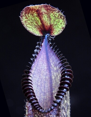 Nepenthes hamata ‘ Gng. Lumut x Tambusisi’ BE-4044 (Small)