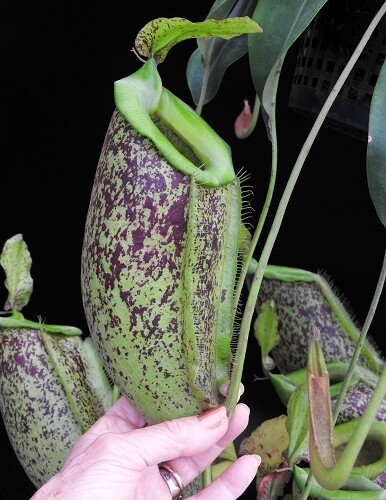 Nepenthes spathulata x ampullaria BE-3881