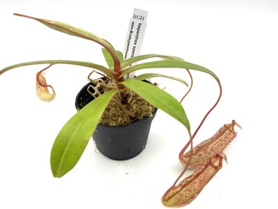 Nepenthes spectabilis x ventricosa BE-3745 (Medium) 