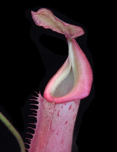 Nepenthes veitchii x (burbidgeae x edwardsiana) BE-4053