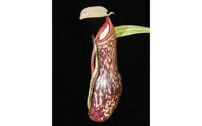 Nepenthes ramispina x vogelii BE-3957
