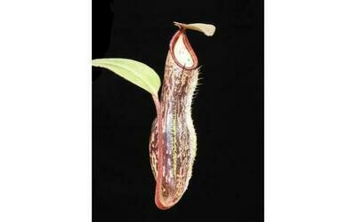 Nepenthes ramispina x vogelii BE-3957