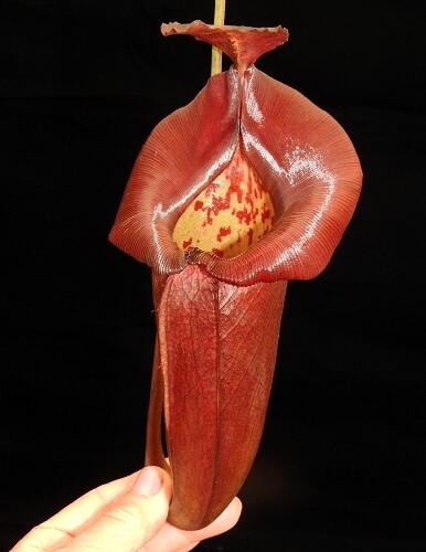 Nepenthes robcantleyi x jacquelineae BE-4028 Nice size! 