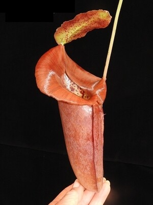 Nepenthes robcantleyi x jacquelineae BE-4028 Nice size! 