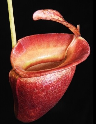 Nepenthes jacquelineae  BE-3874 (Medium)