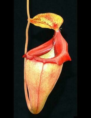 Nepenthes flava BE-3652 (X-small)
