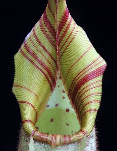 Nepenthes veitchii BE-3734 (Grex 1)