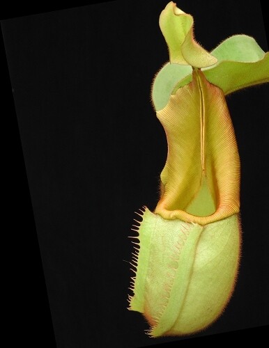 Nepenthes veitchii BE-3734 (Grex 1) Non-Striped Peristome 