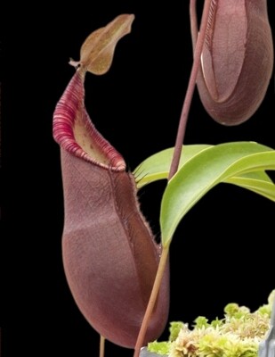 Nepenthes diatas BE (Small)