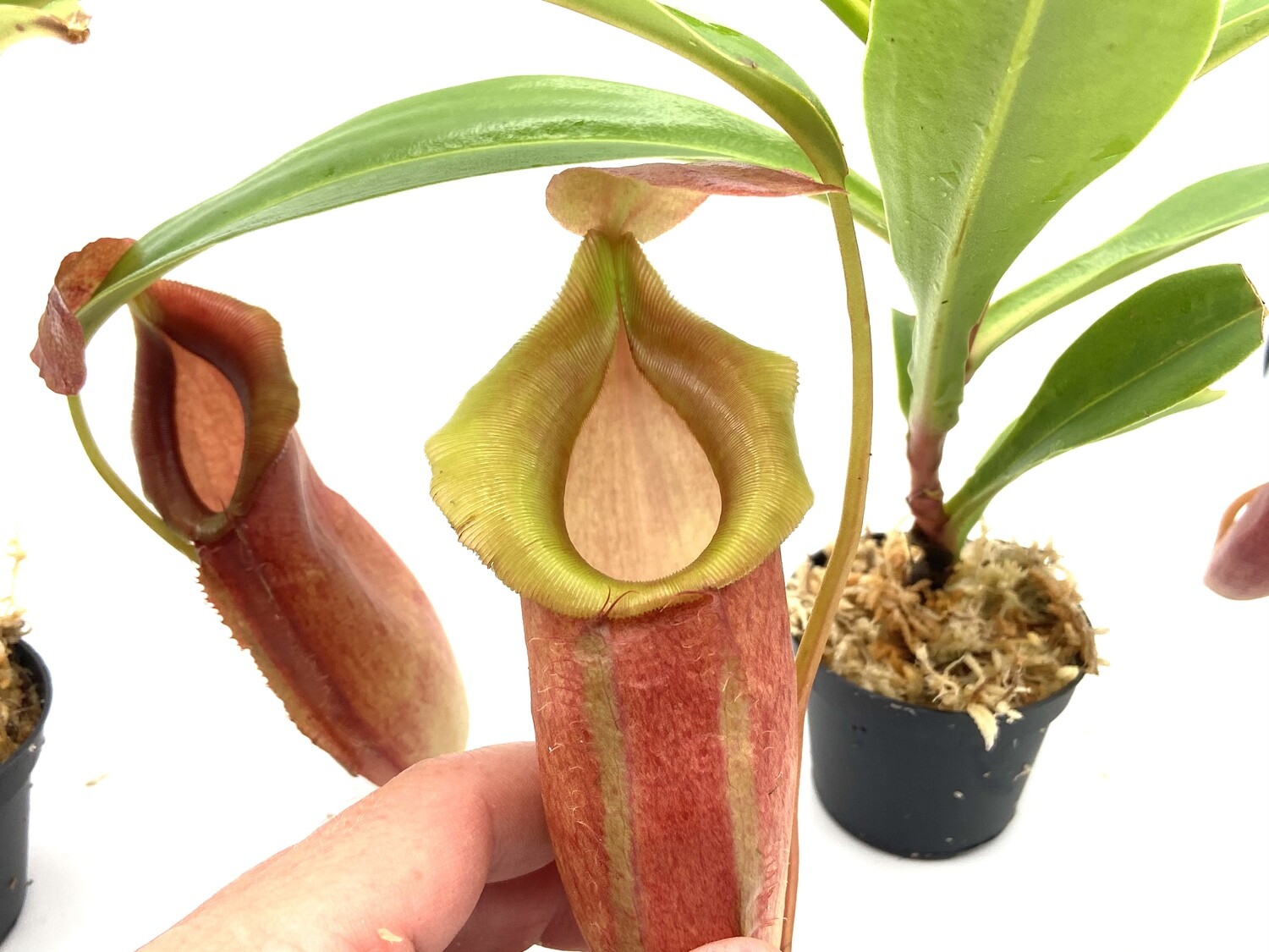 Nepenthes spathulata x dubia BE-3751 (Large) Amazing plants!