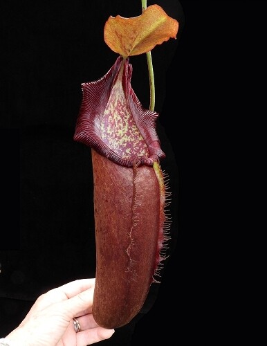 Nepenthes densiflora x robcantleyi " King Of Clubs"