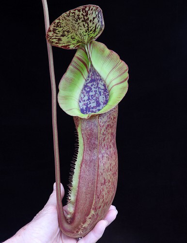 Nepenthes spathulata x (burbidgeae x edwardsiana) BE-3978 Last One!