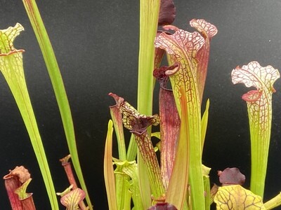 Sarracenia “Saurus” x “Wilkerson White Knight”