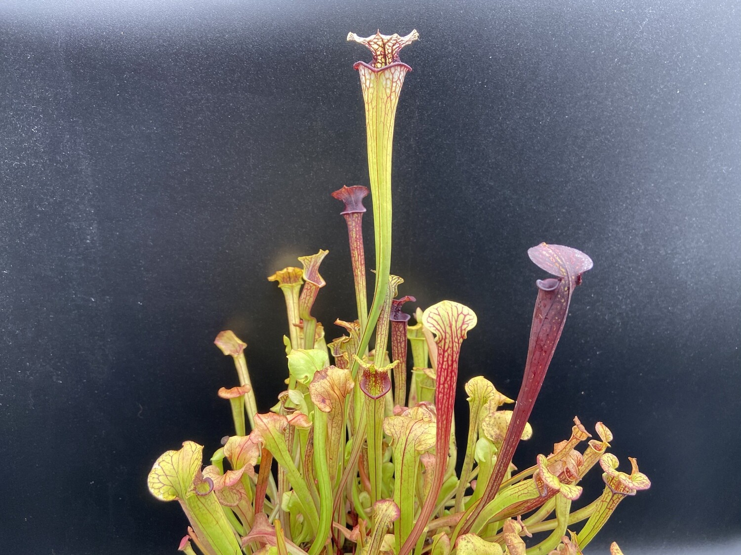 Sarracenia “ Saurus ” x flava ornata MKF88 “Dark Throat” 