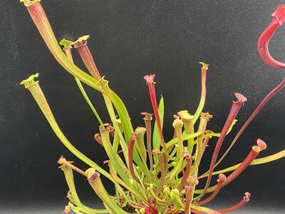 Sarracenia “Red Viper ” x  “Black Widow ” 