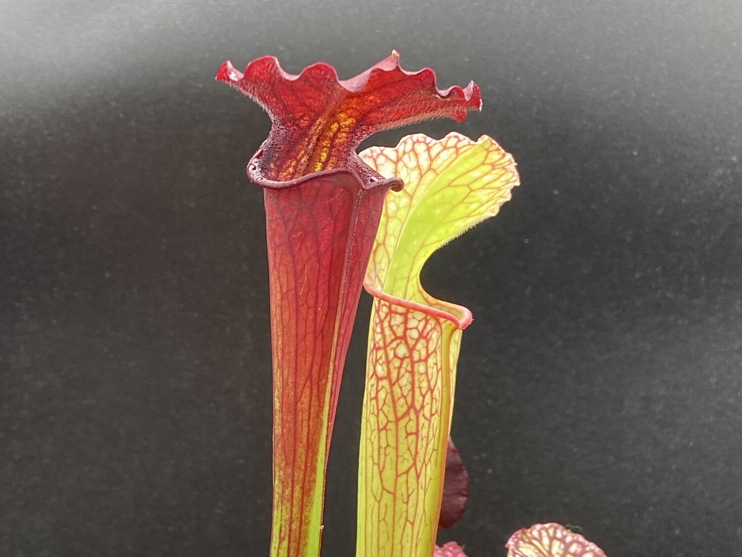 Sarracenia “Saurus” x “Wilkerson White Knight”