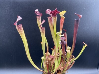 Sarracenia “Saurus” x “Wilkerson Red Rocket” 
