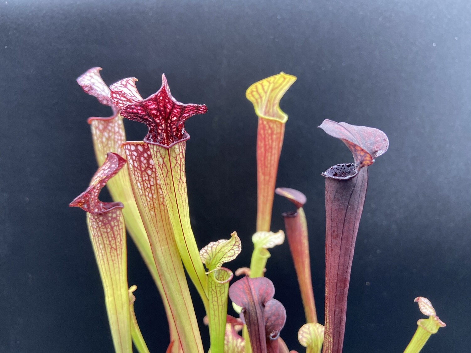 Sarracenia “Saurus” x “Wilkerson Red Rocket” 