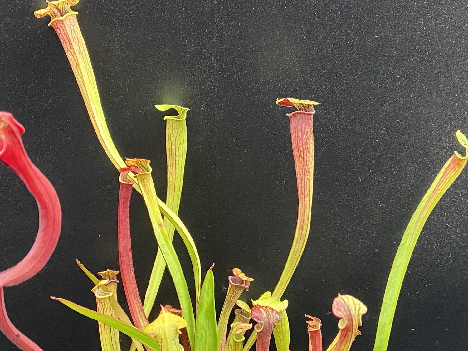 Sarracenia “Red Viper ” x  “Black Widow ” 