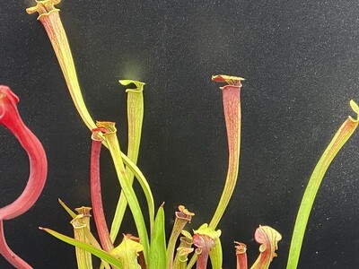 Sarracenia “Red Viper ” x  “Black Widow ” 