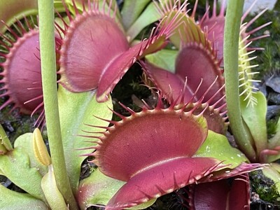 Dionaea muscipula ‘SD Kronos’ Venus Flytrap (small)