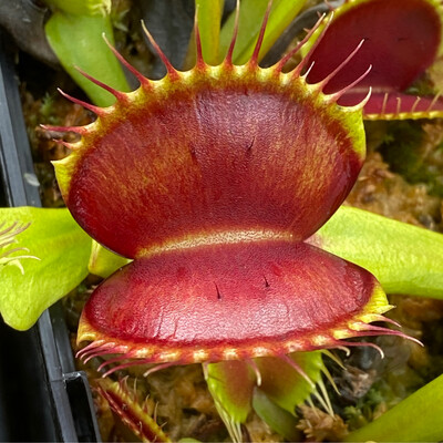 Dionaea muscipula B52 Giant Venus Flytrap (small)