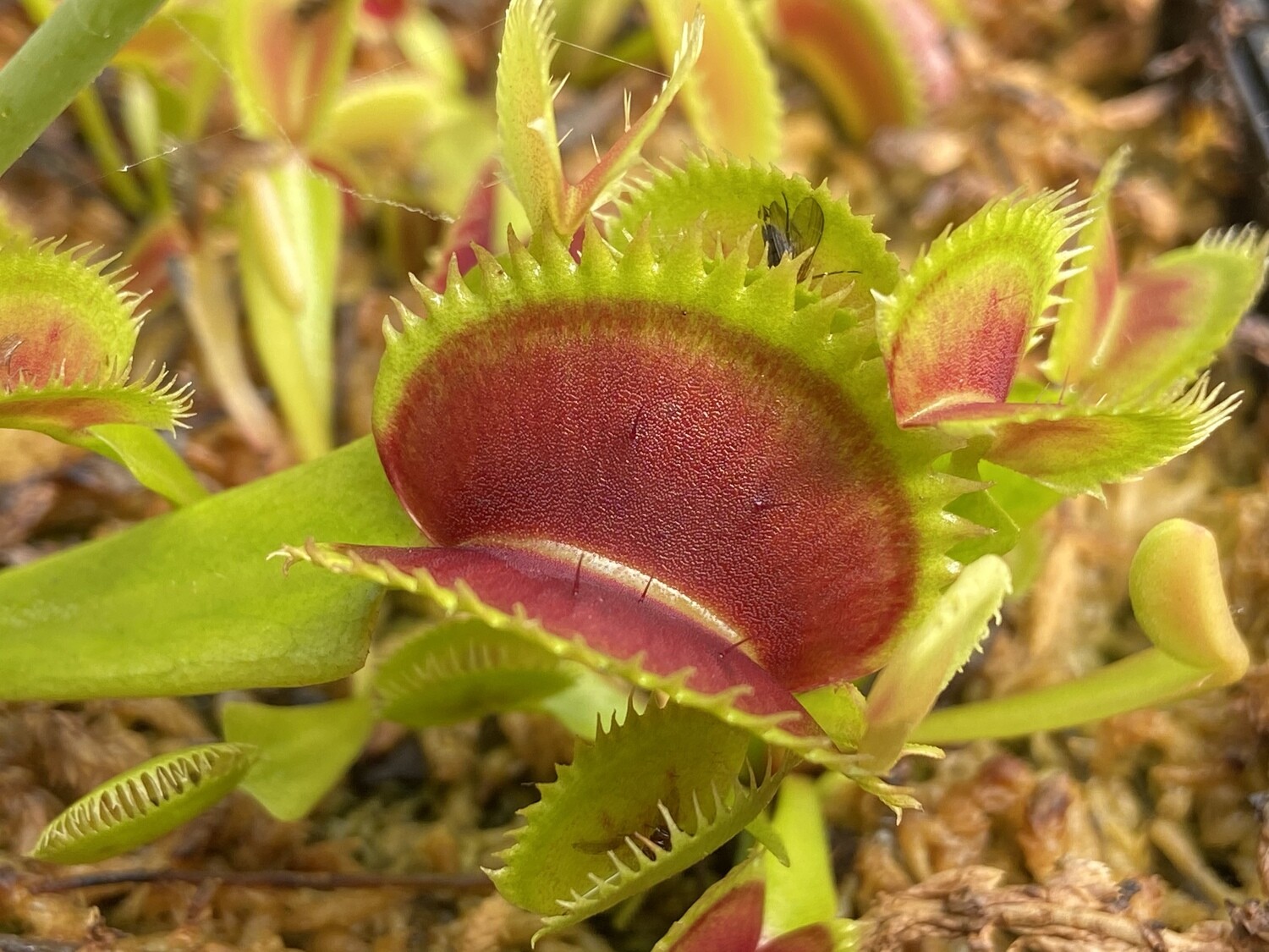 Dionaea muscipula ‘Dentate’ Traps Venus Flytrap (small)