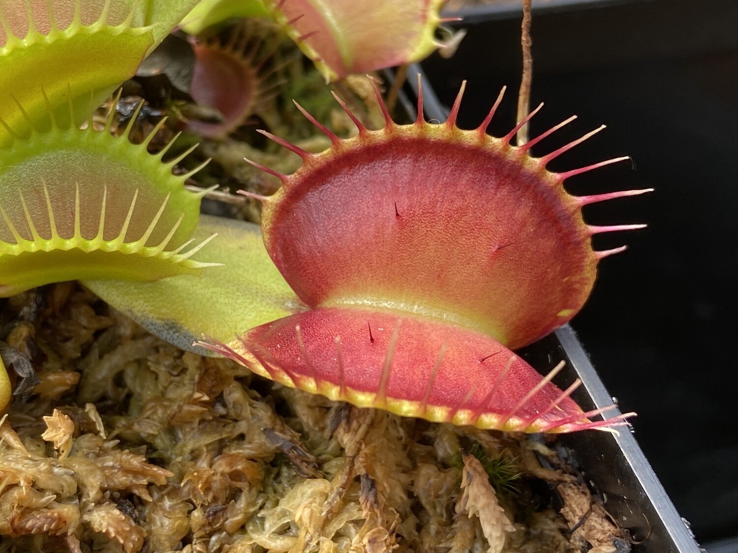 Dionaea muscipula ‘ Cheerleader ’ Venus Flytrap (small)