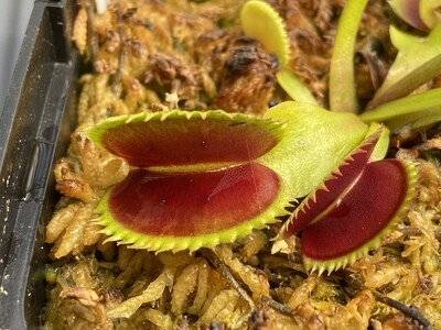 Dionaea muscipula ‘Dentate’ Traps Venus Flytrap (small)