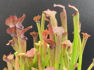 Sarracenia rubra Gulfensis “Black”, AL 