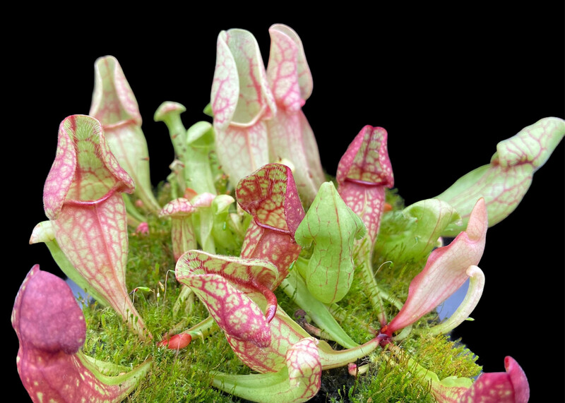 Sarracenia purpurea ssp. venosa “Big Dutch Form” Selfed