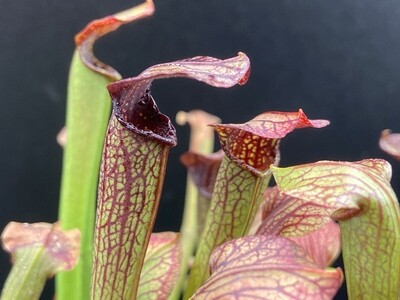 Sarracenia rubra Gulfensis “Black”, AL 