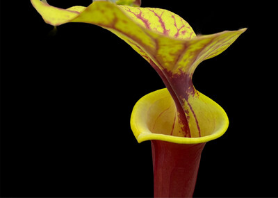 Sarracenia flava var. rubricorpora