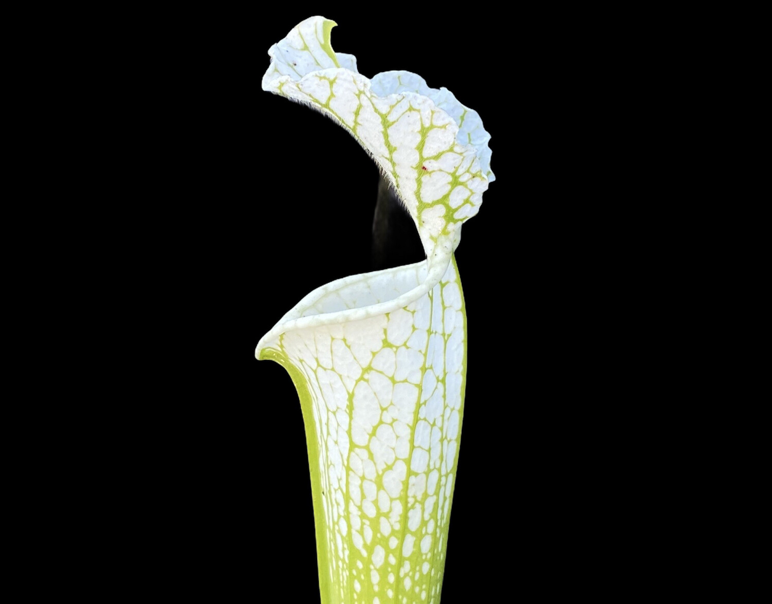Sarracenia leucophylla ‘Hurricane Creek White’