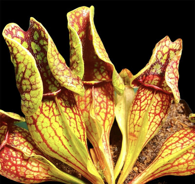 Sarracenia purpurea ssp. venosa