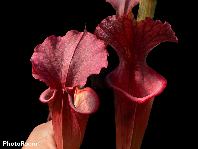 Sarracenia “Red Sumatra” Sumatra Fl. 