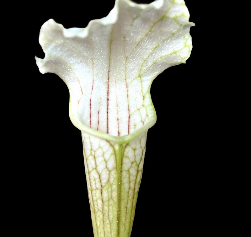 Sarracenia leucophylla ‘ Schnell's Ghost ’ Limited! 