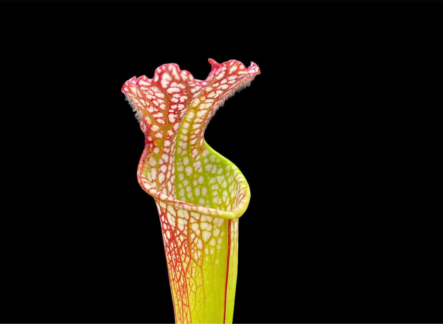 Sarracenia leucophylla “Big mouth” - Nice Plants (Dormant Rhizome Currently)