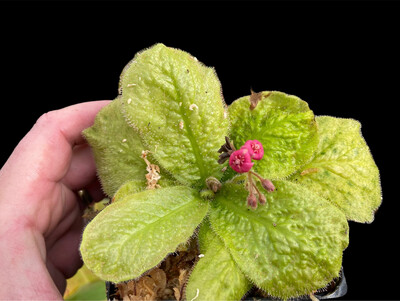Drosera schizandra Sundew