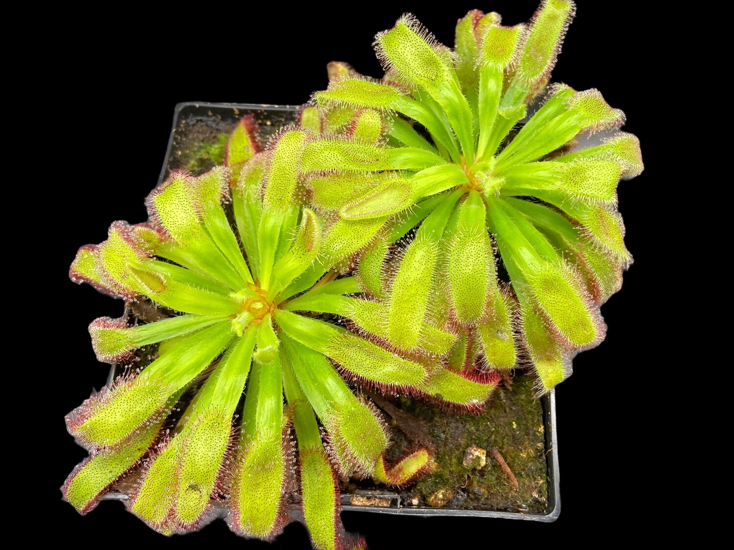 Drosera x Hercules Sundew