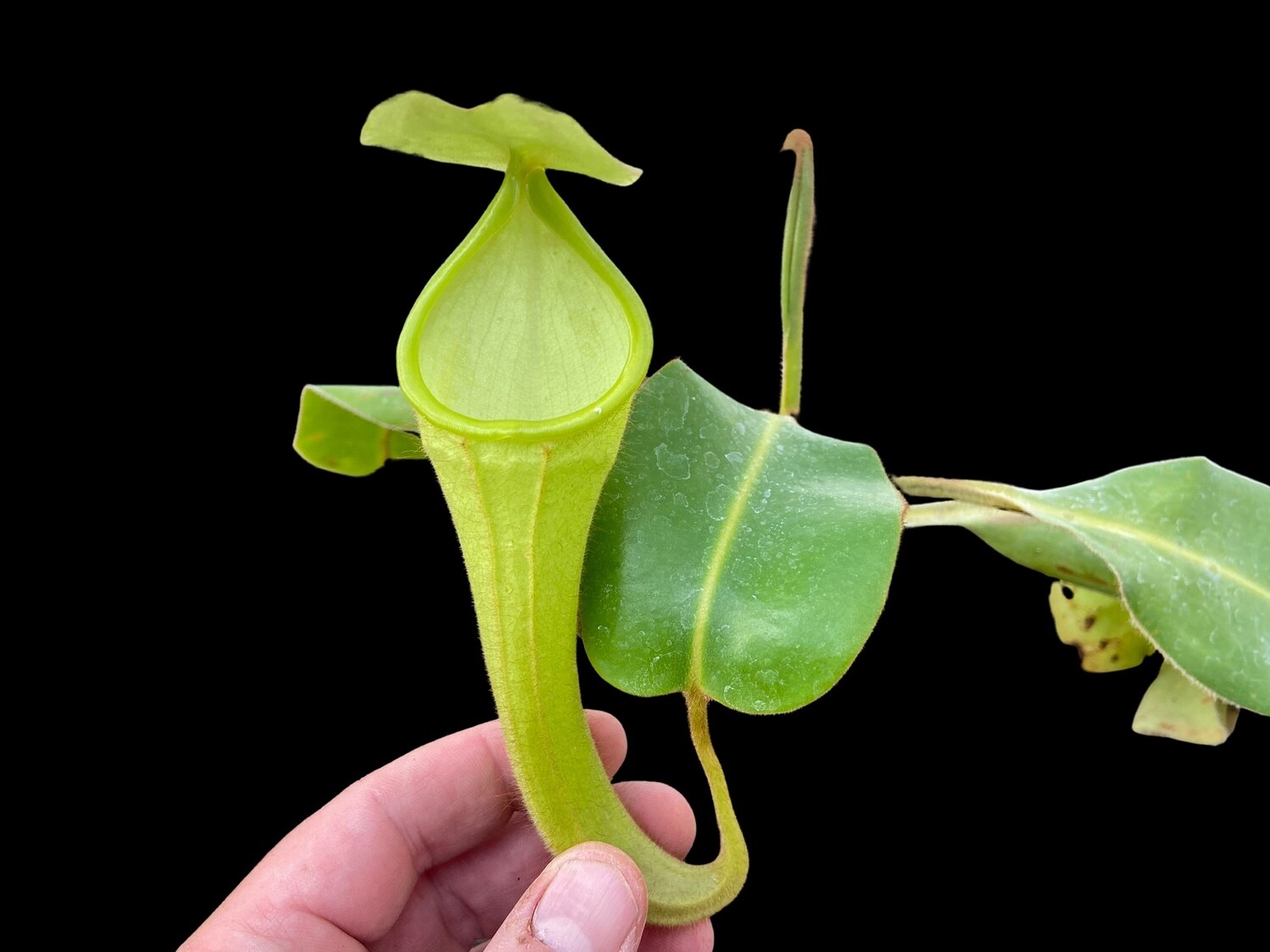 Nepenthes chaniana BE-3673