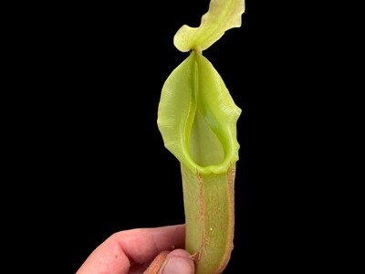 Nepenthes maxima "Sulawesi Wavy Leaf" Clone 1 BE-3907