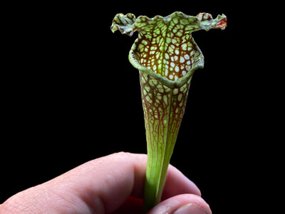 Sarracenia Leah Wilkerson x Hurricane Creek White (1x2) 