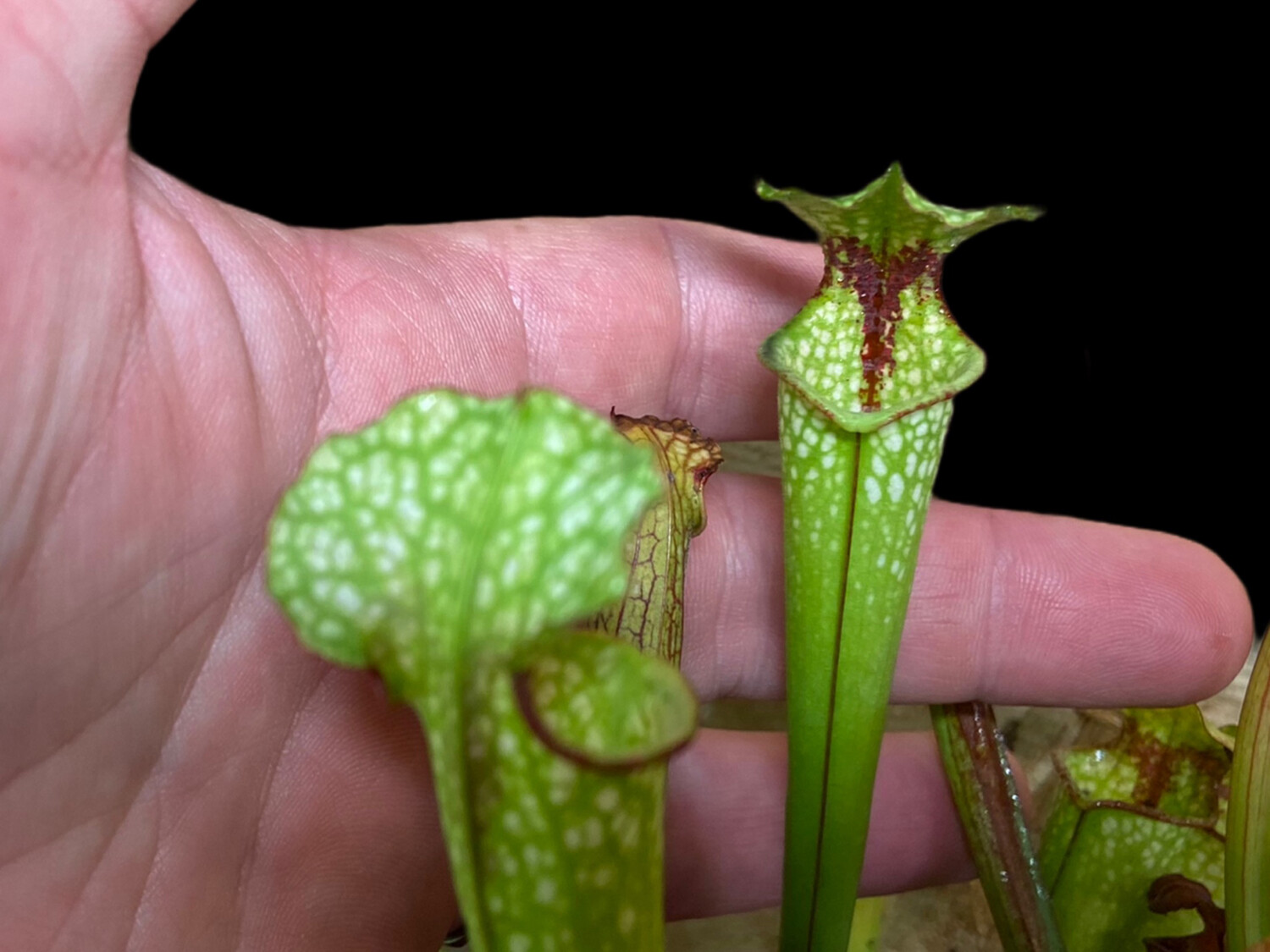 Sarracenia Leah Wilkerson x Hurricane Creek White (1x2) 