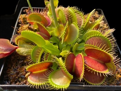 Dionaea muscipula “BGH Giant” Venus Flytrap (small)