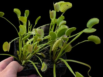 Dionaea muscipula ‘King Henry’ Venus Flytrap