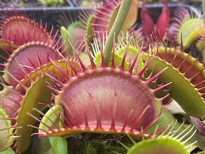Dionaea muscipula ‘SD Kronos’ Venus Flytrap (small)