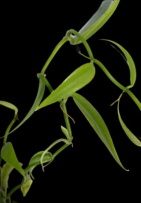 Vanilla odorata Orchid