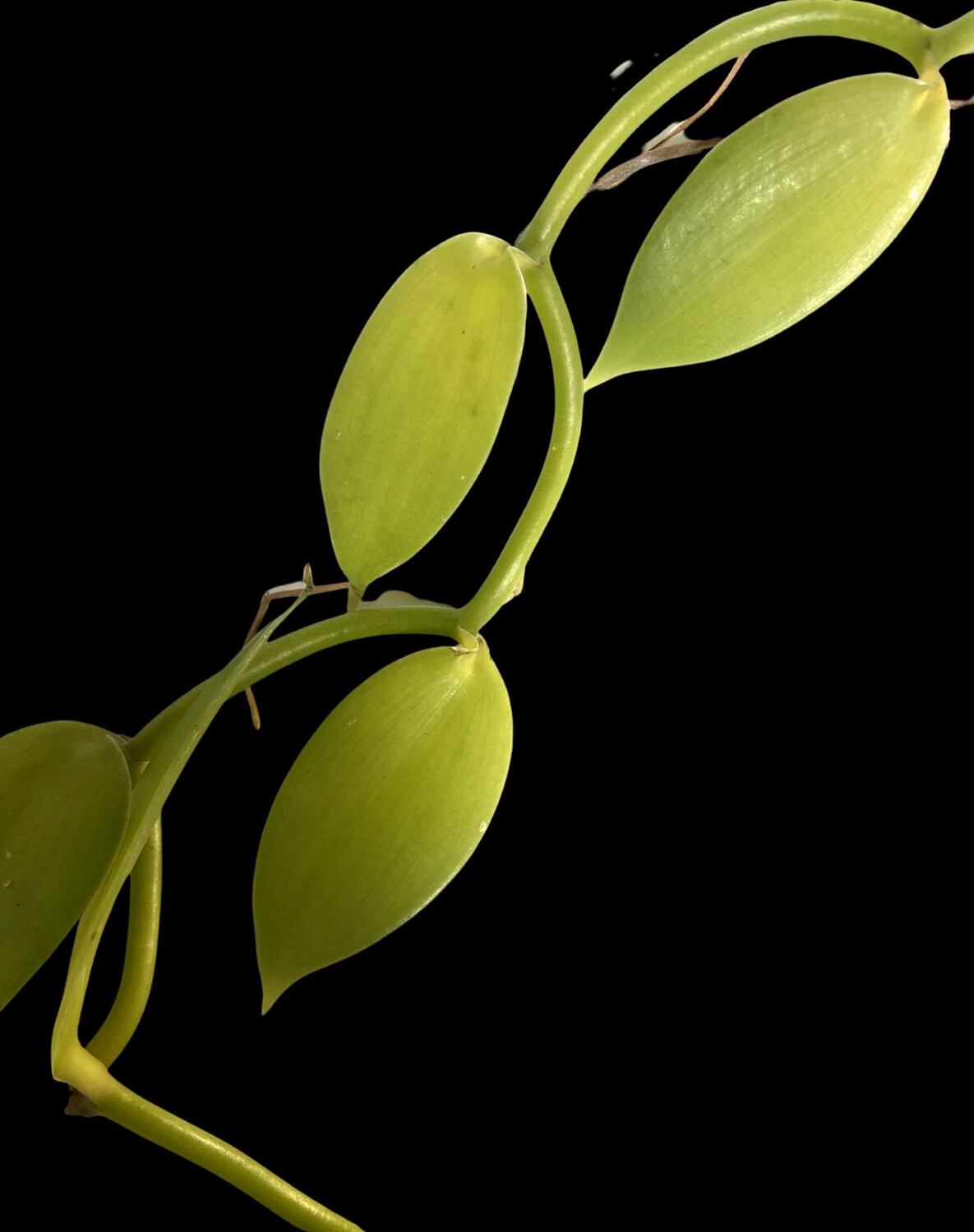 Vanilla pompona Orchid