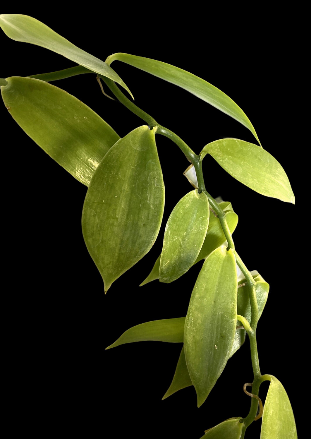 Vanilla planifolia Orchid